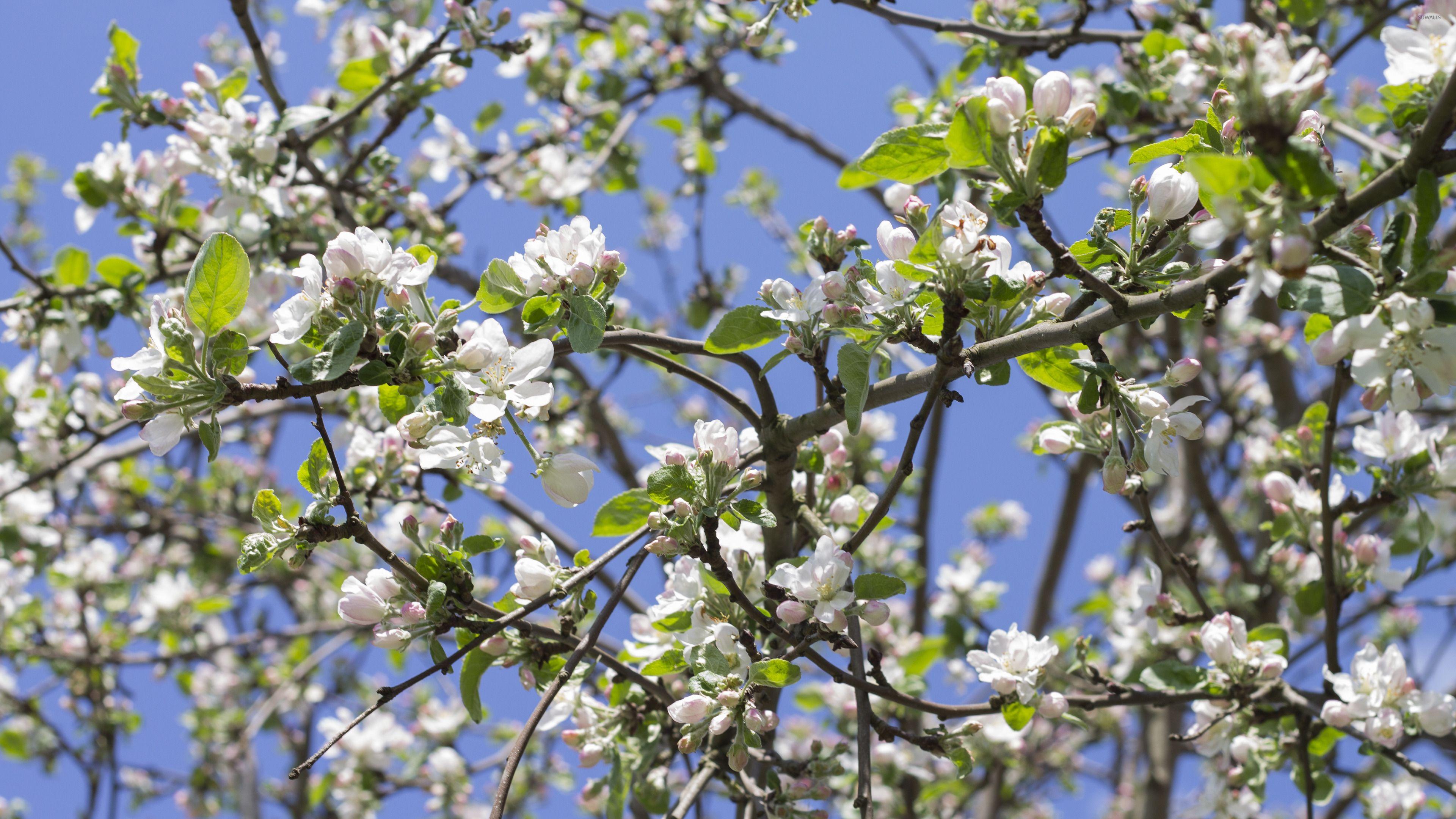 Apple tree branches [2] wallpaper wallpaper