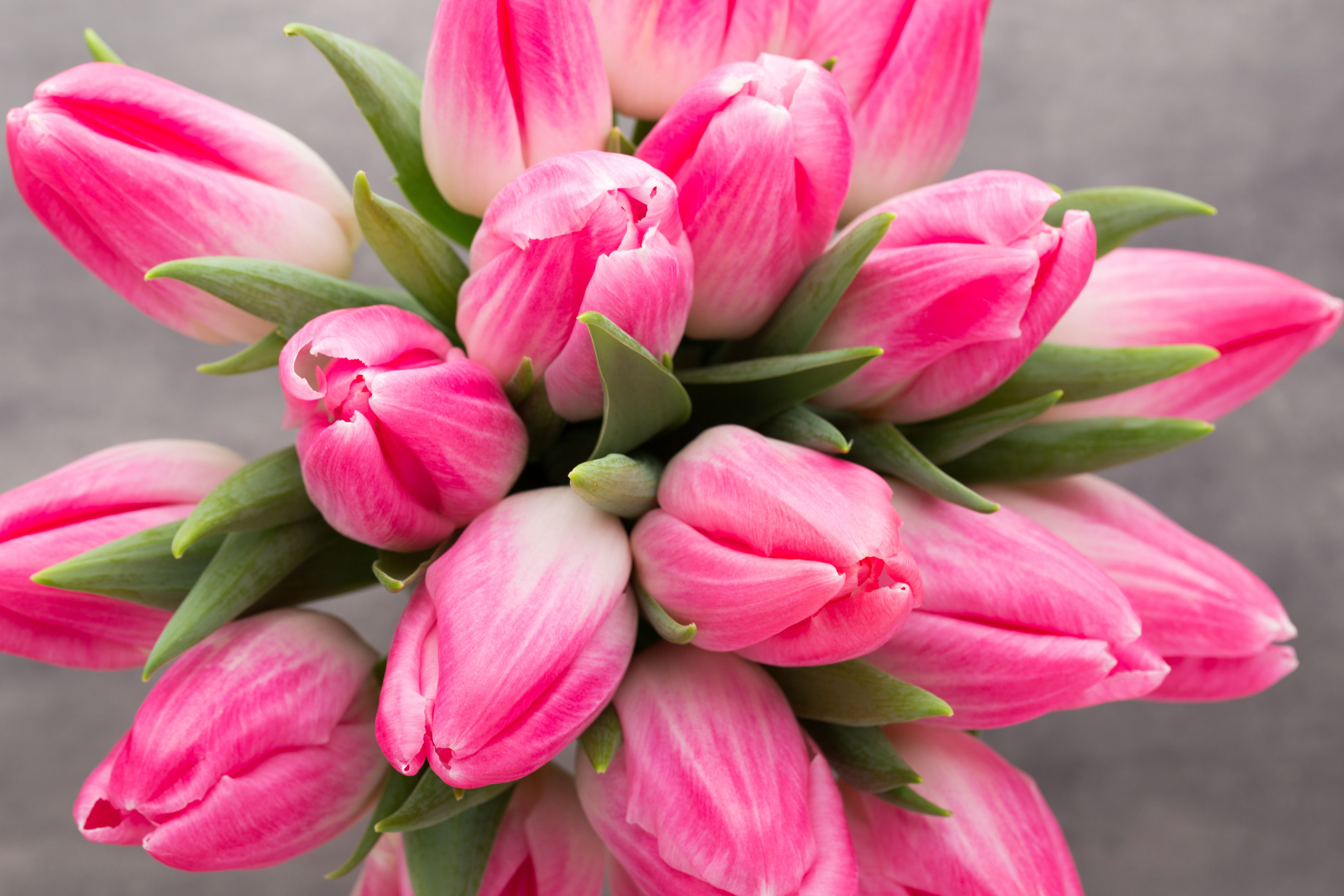 Wallpaper Pink tulips, HD, 5K, Flowers