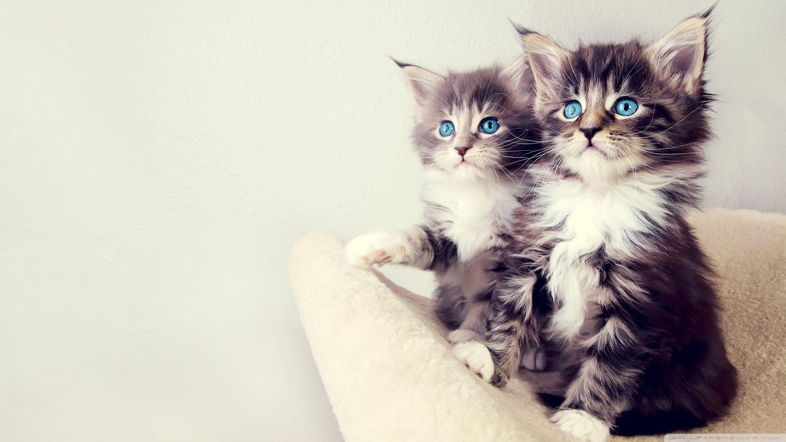 Cute Kittens HD desktop wallpaper, High Definition, Fullscreen