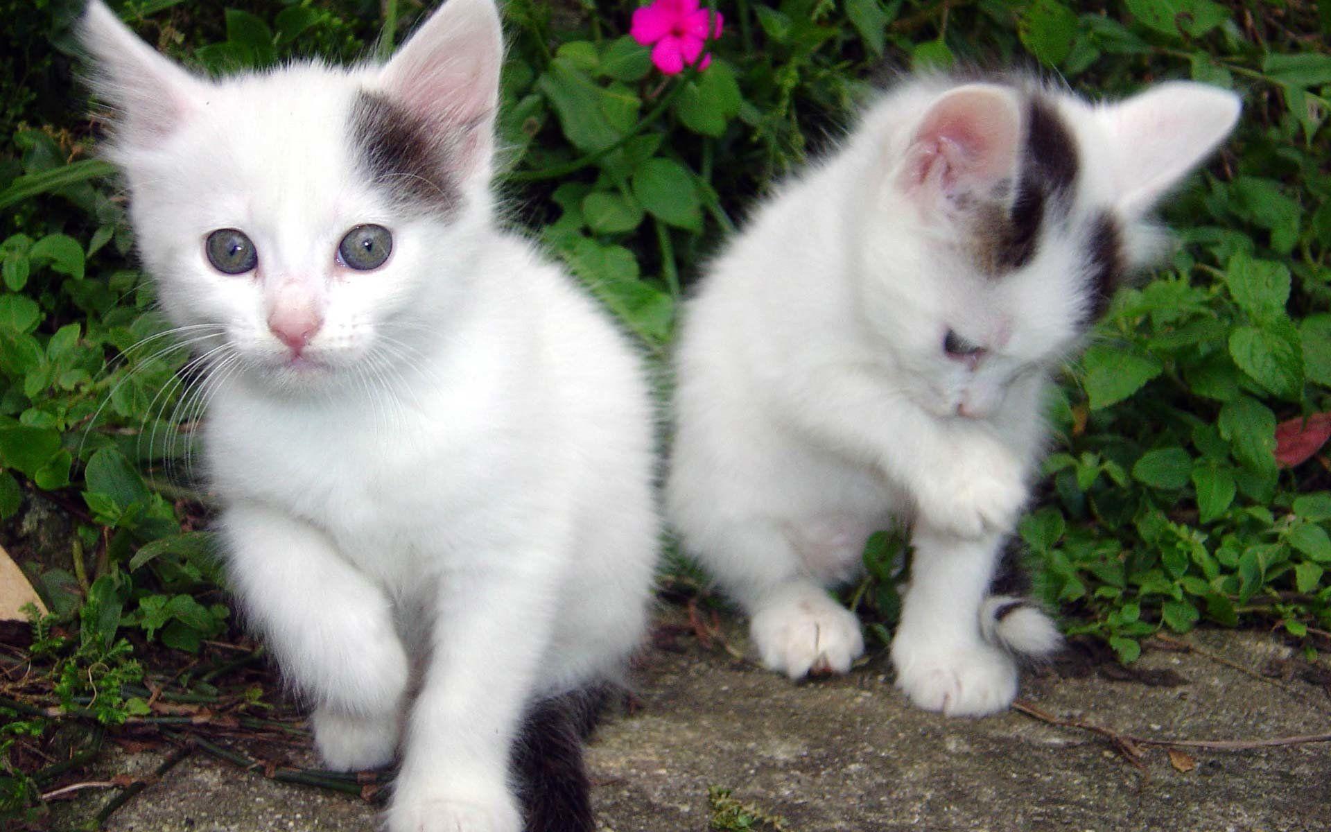 Two White Kittens in the Garden HD Wallpaper