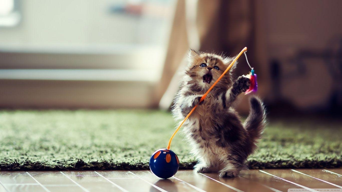 Lovely Playful Kitten HD desktop wallpaper, High Definition