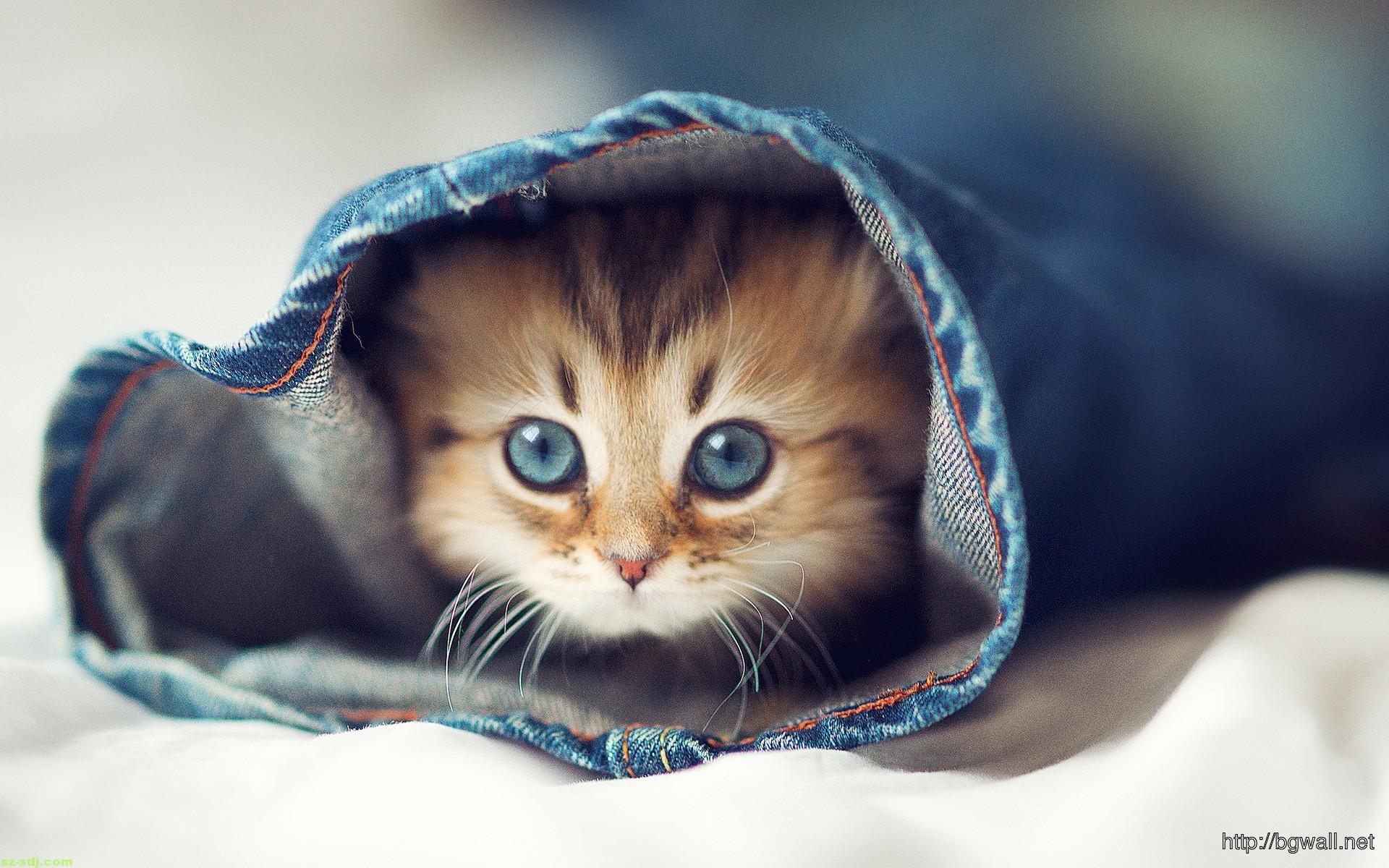Cute Baby Cat HD Wallpaper