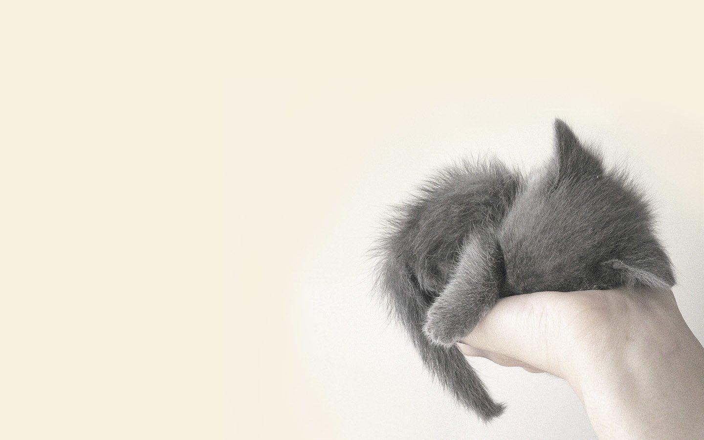 Kitten HD Wallpaper