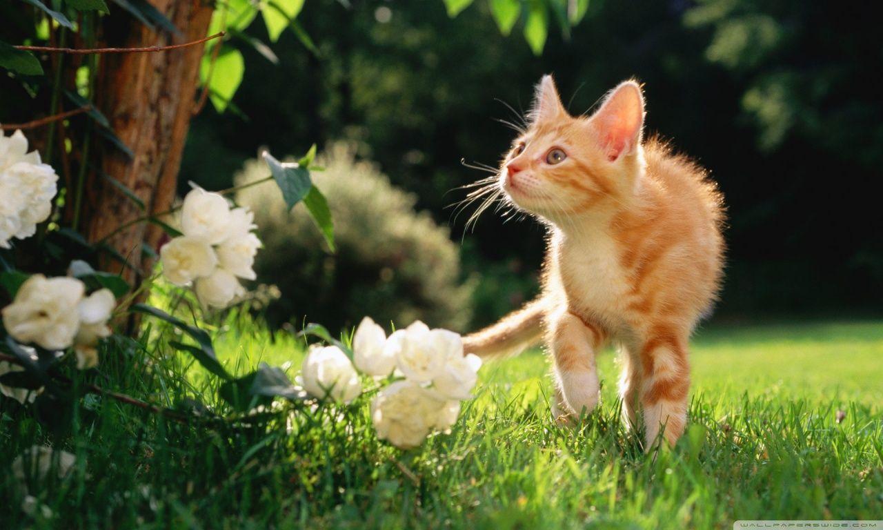 Orange Tabby Kitten HD desktop wallpaper, High Definition