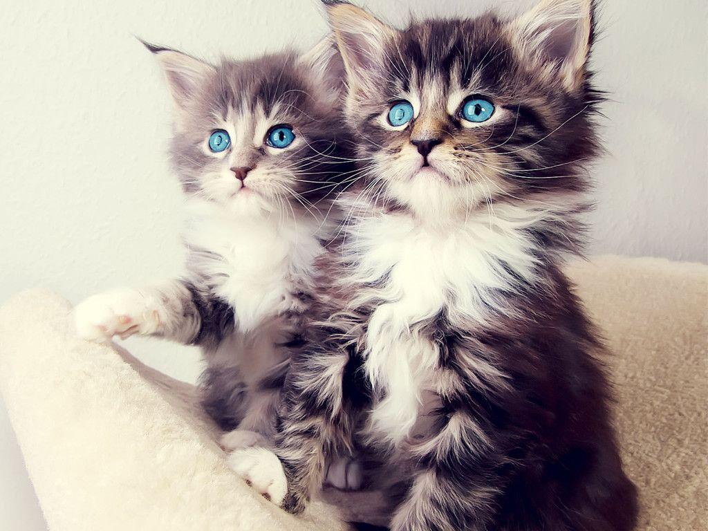 Cute Blue Eyes Kittens HD Wallpaper