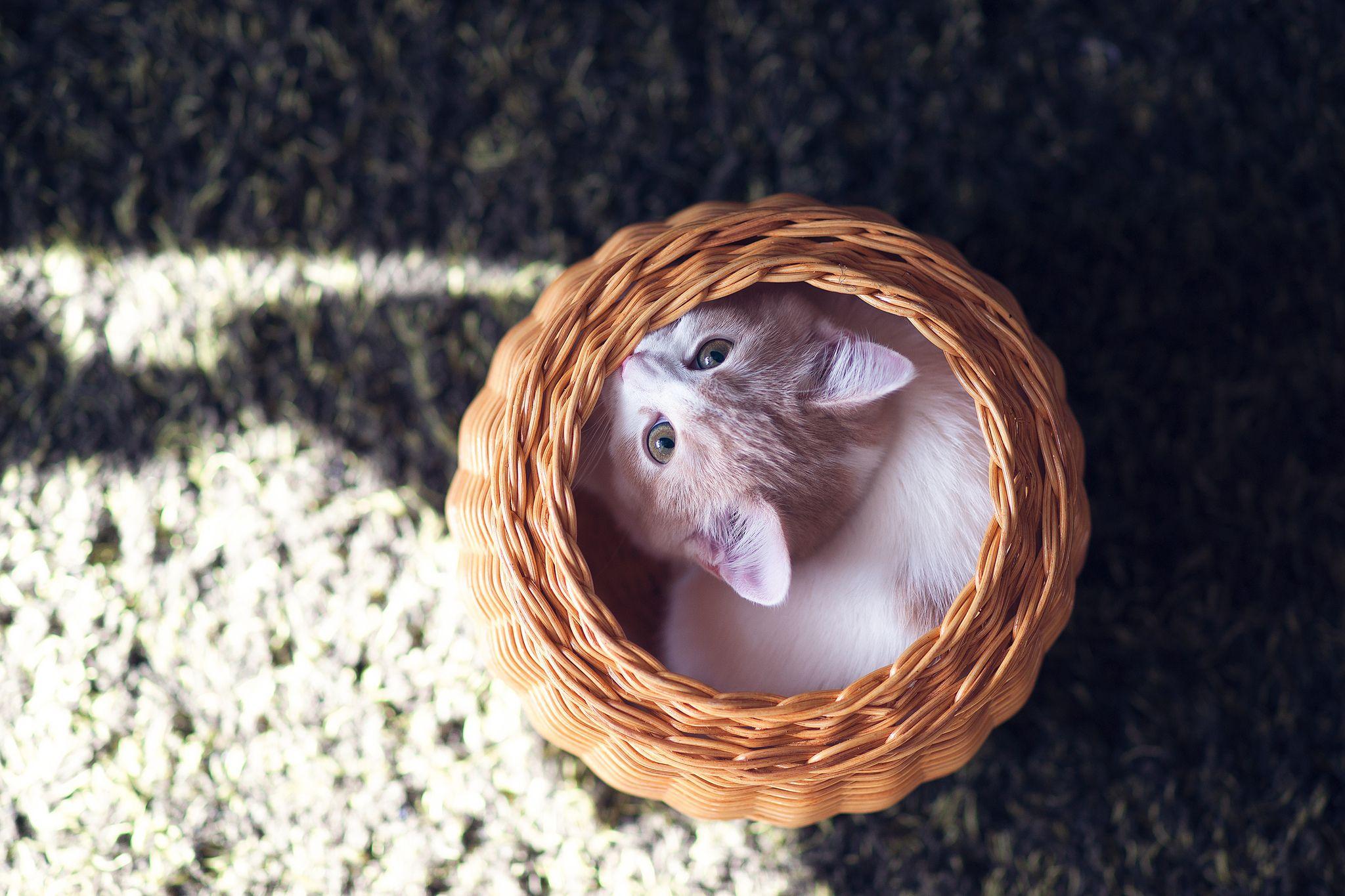 kitten, basket, cute, photography, white cat, Hannah, hd, wallpaper