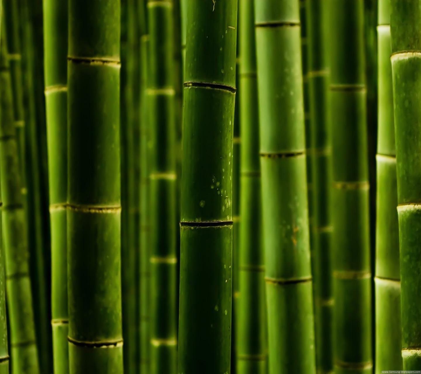 Bamboo 2 Wallpaper HD Bamboo Plant Wallpaper HD Wallpaper