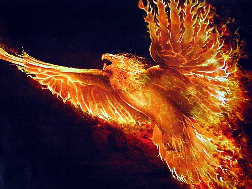 Phoenix Bird Wallpaper Dragons And Phoenix Rising From Ashes Wallpapers 