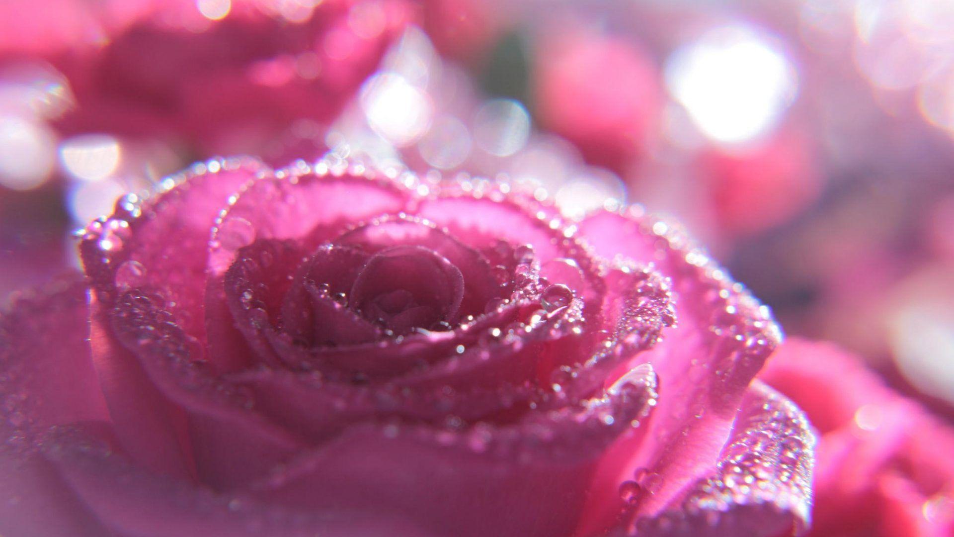 Flowers: Drops Pink Flori Macro Rose Wet Water Flower Dew Glitter