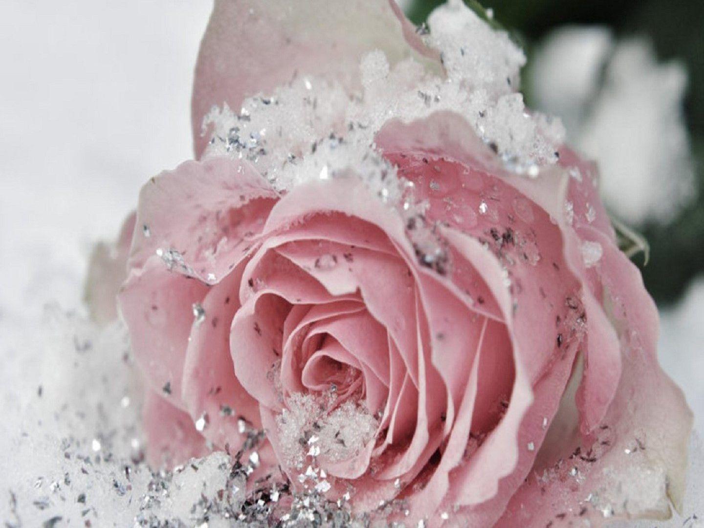 flowers winter rose snow ice beautiful silver nature cute frozen