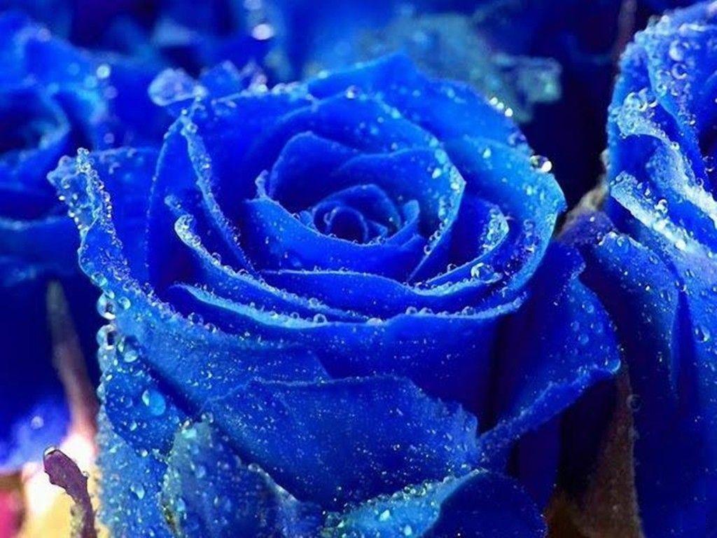 Flowers: Rose Wet Beautiful Roses Nature Blue Lovely Water Glitter