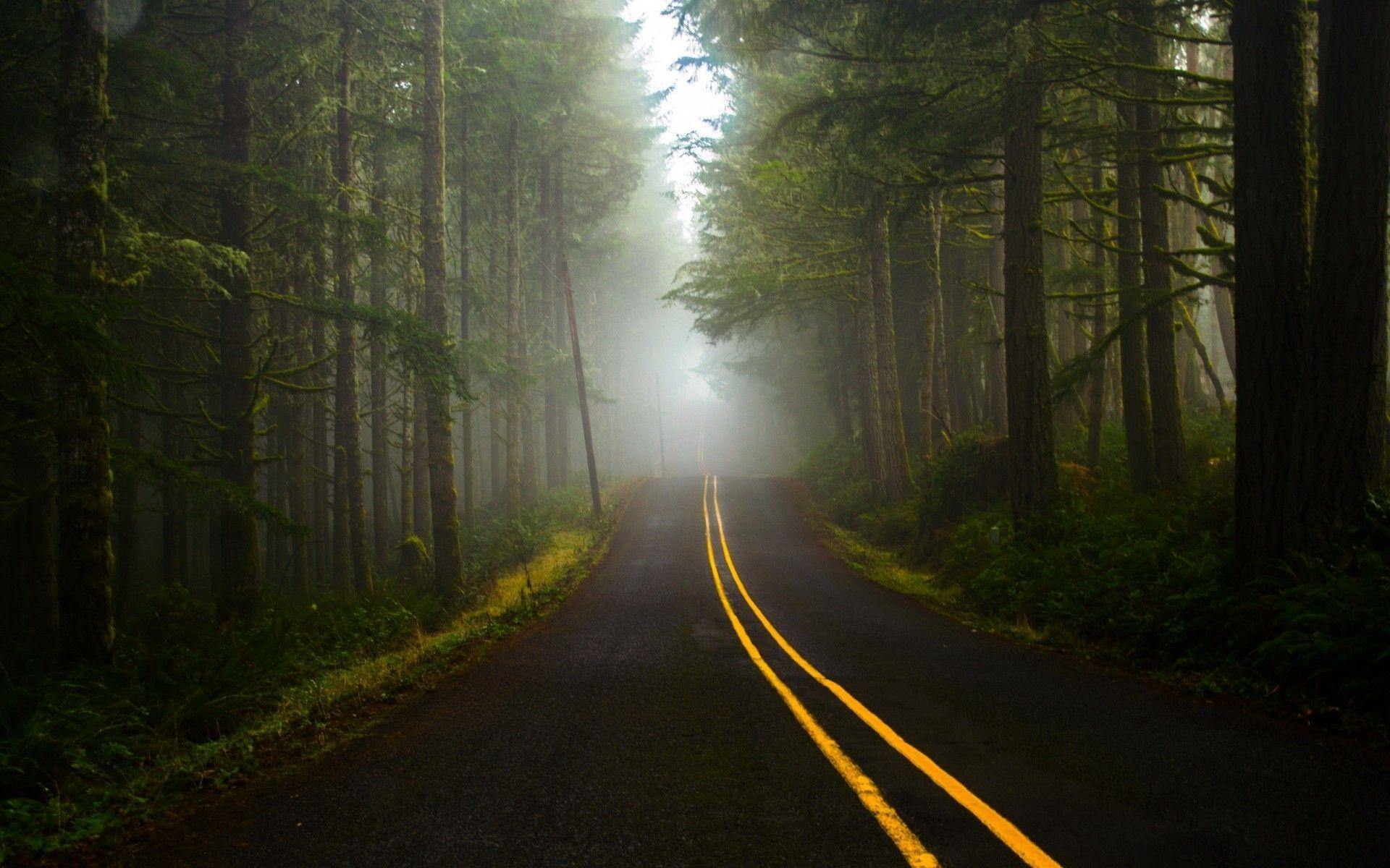 road, Dark, Forest Wallpaper HD / Desktop and Mobile Background
