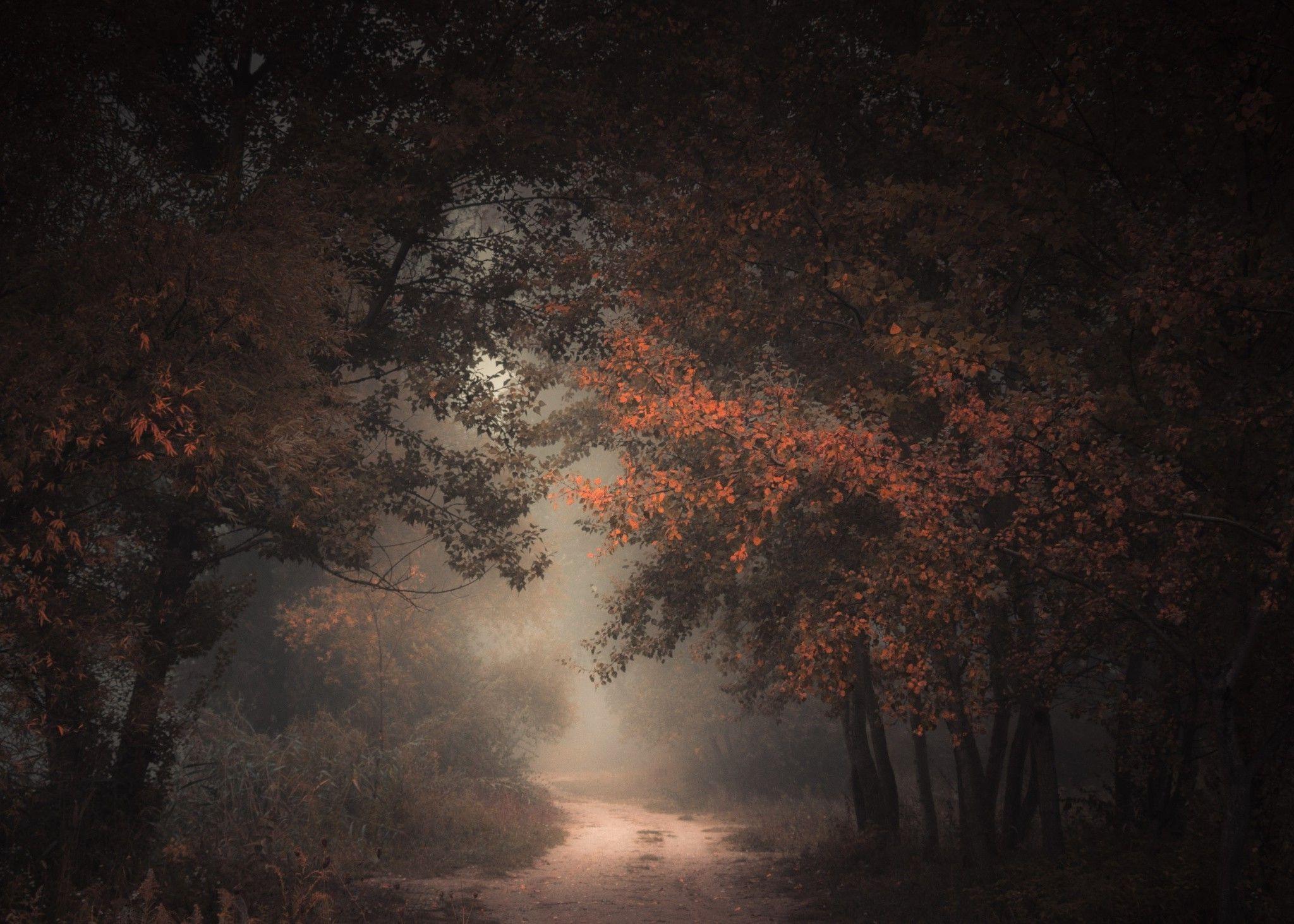 nature, Landscape, Morning, Forest, Fall, Dirt Road, Mist, Path