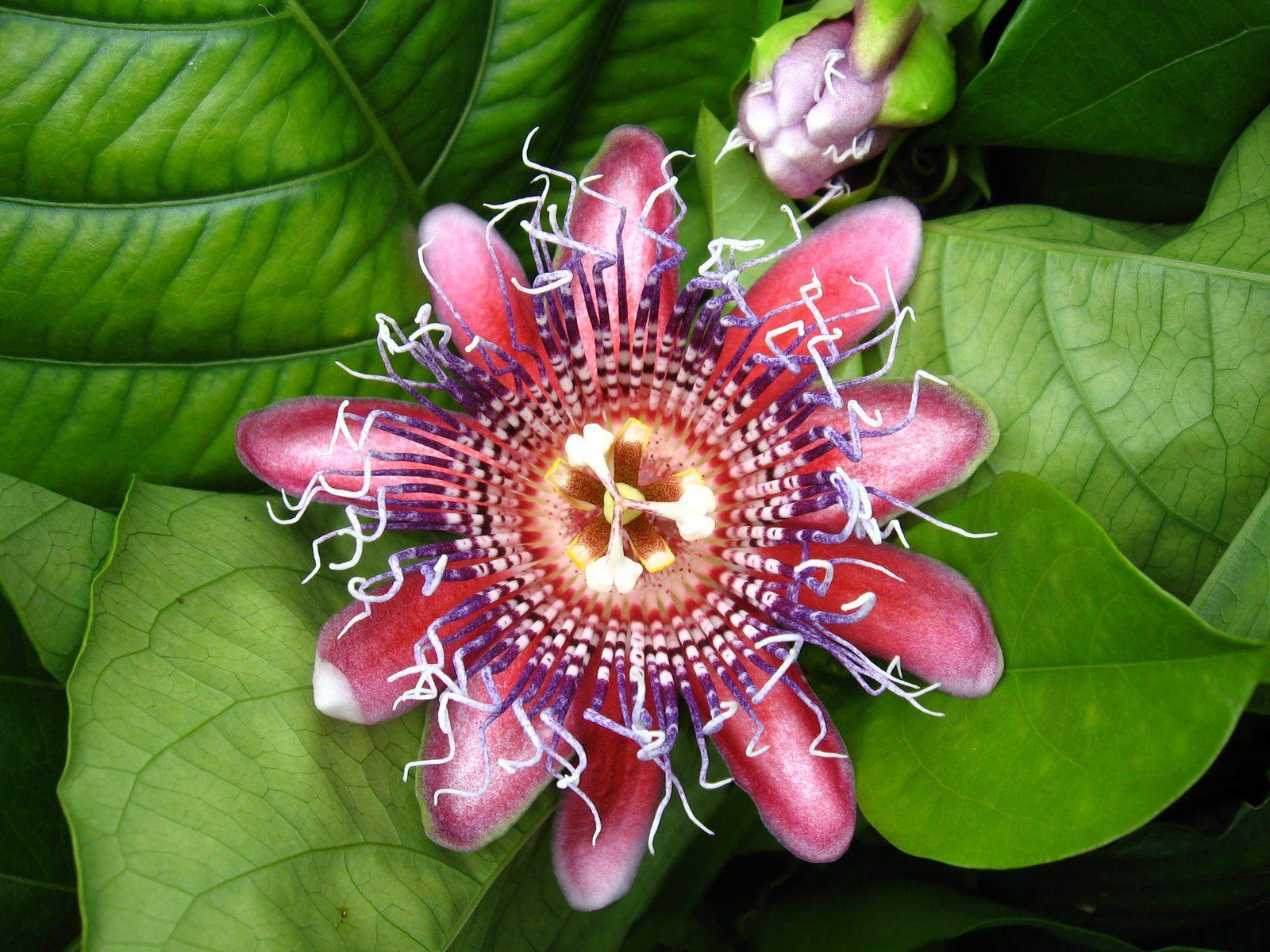 Passion Flower, medicinal herb used for relaxation. Plant Love