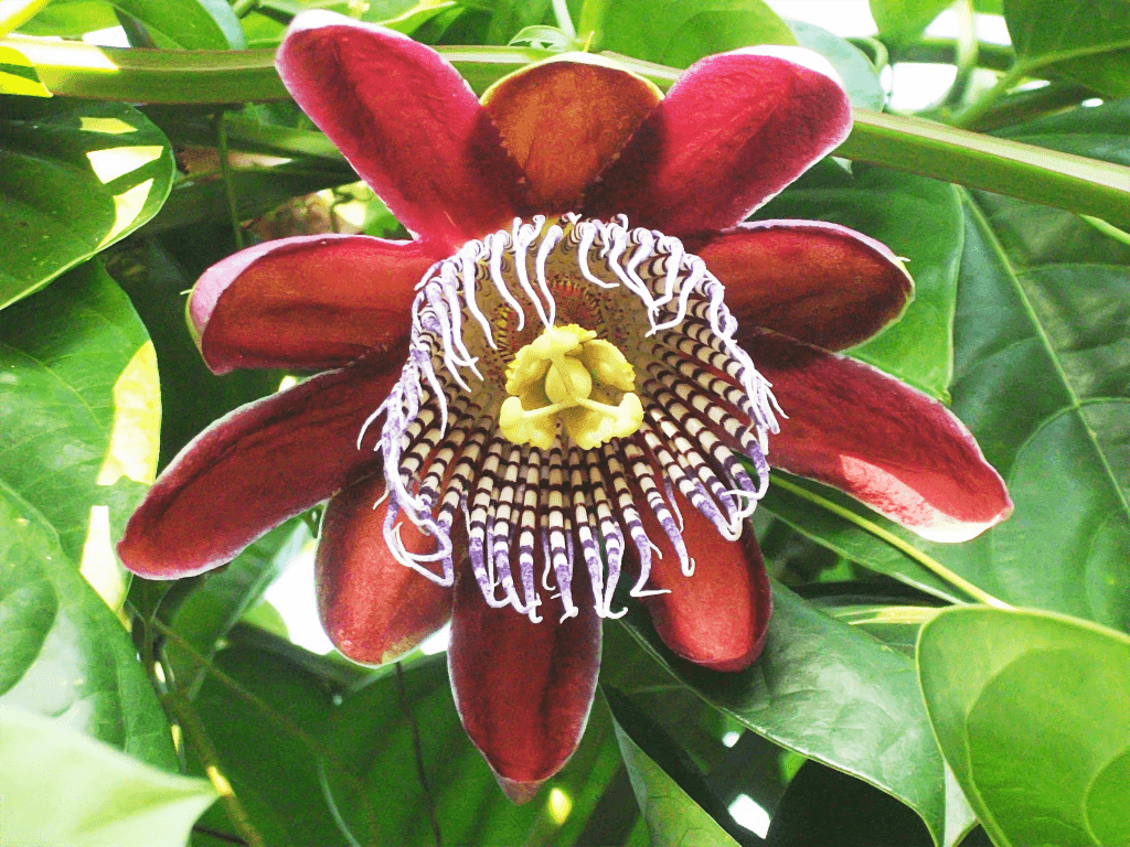 Passion Fruit Flower By Seek And Hide
