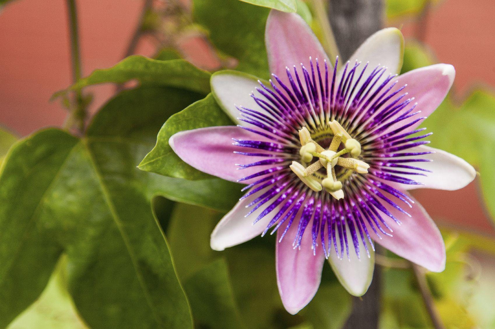 Different Types Of Passion Flower Vines