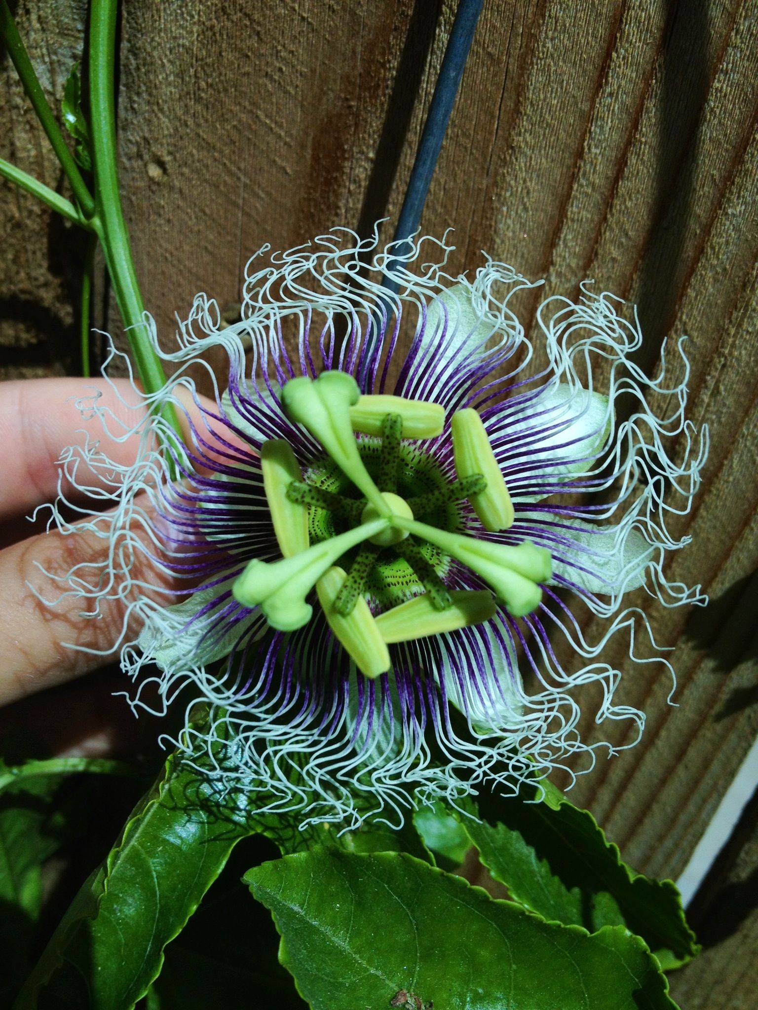 Passion fruit flower