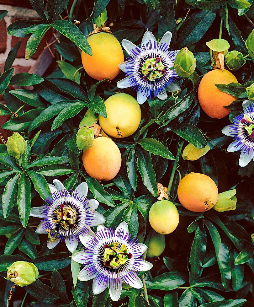 Passiflora Edulis. Pinteres
