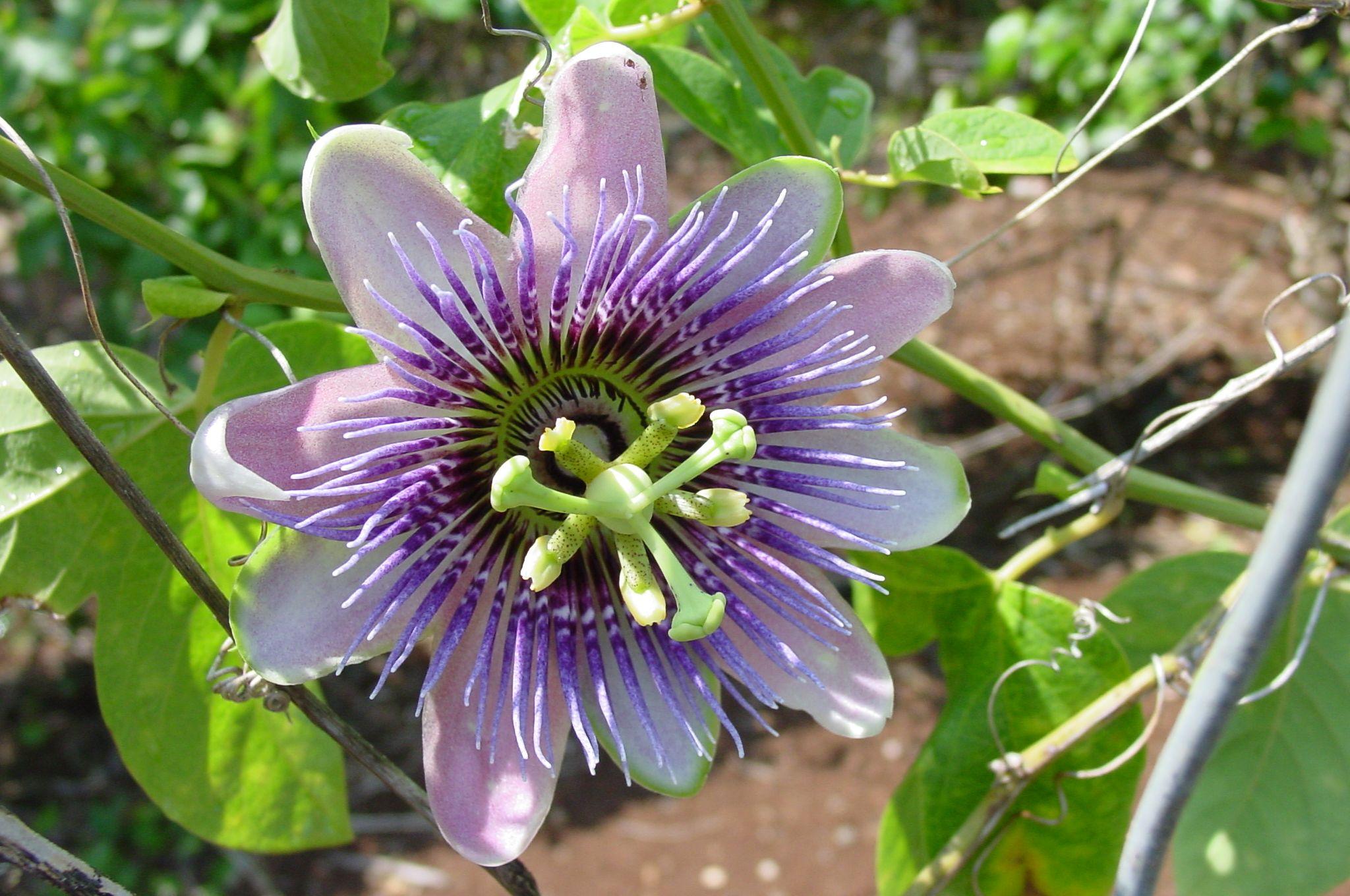 Passion Fruit Flower Wallpapers Wallpaper Cave