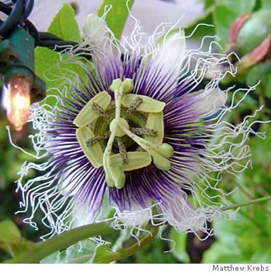 Passion Fruit Flowers Most Beautiful Flower 2017