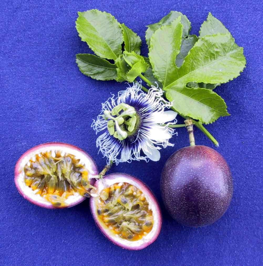 Parchas (passion fruit). Fruits from around the World