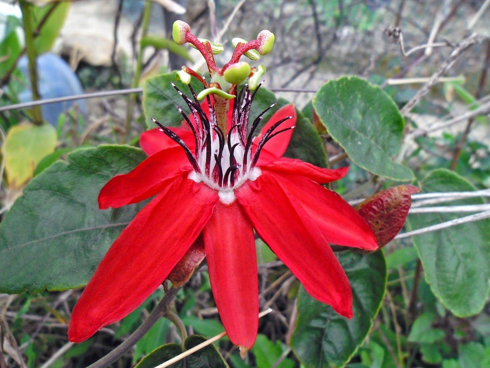 Passion Flower looking flower right here on Earth