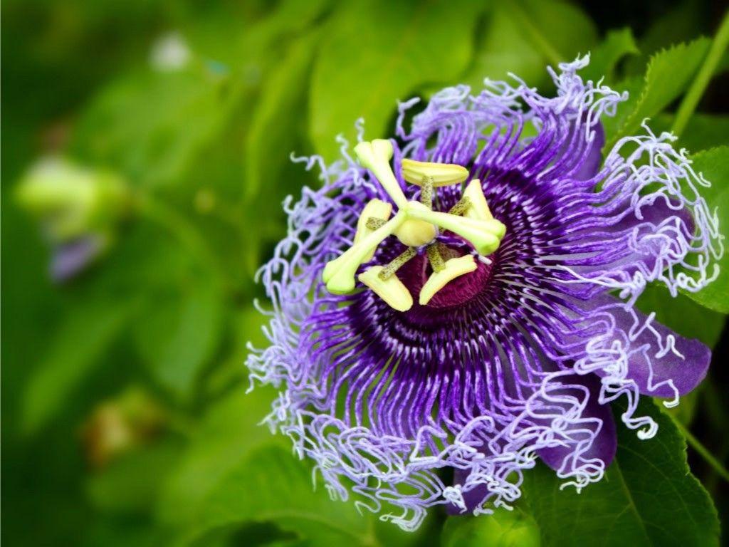 Passion Fruit Flower Wallpapers - Wallpaper Cave