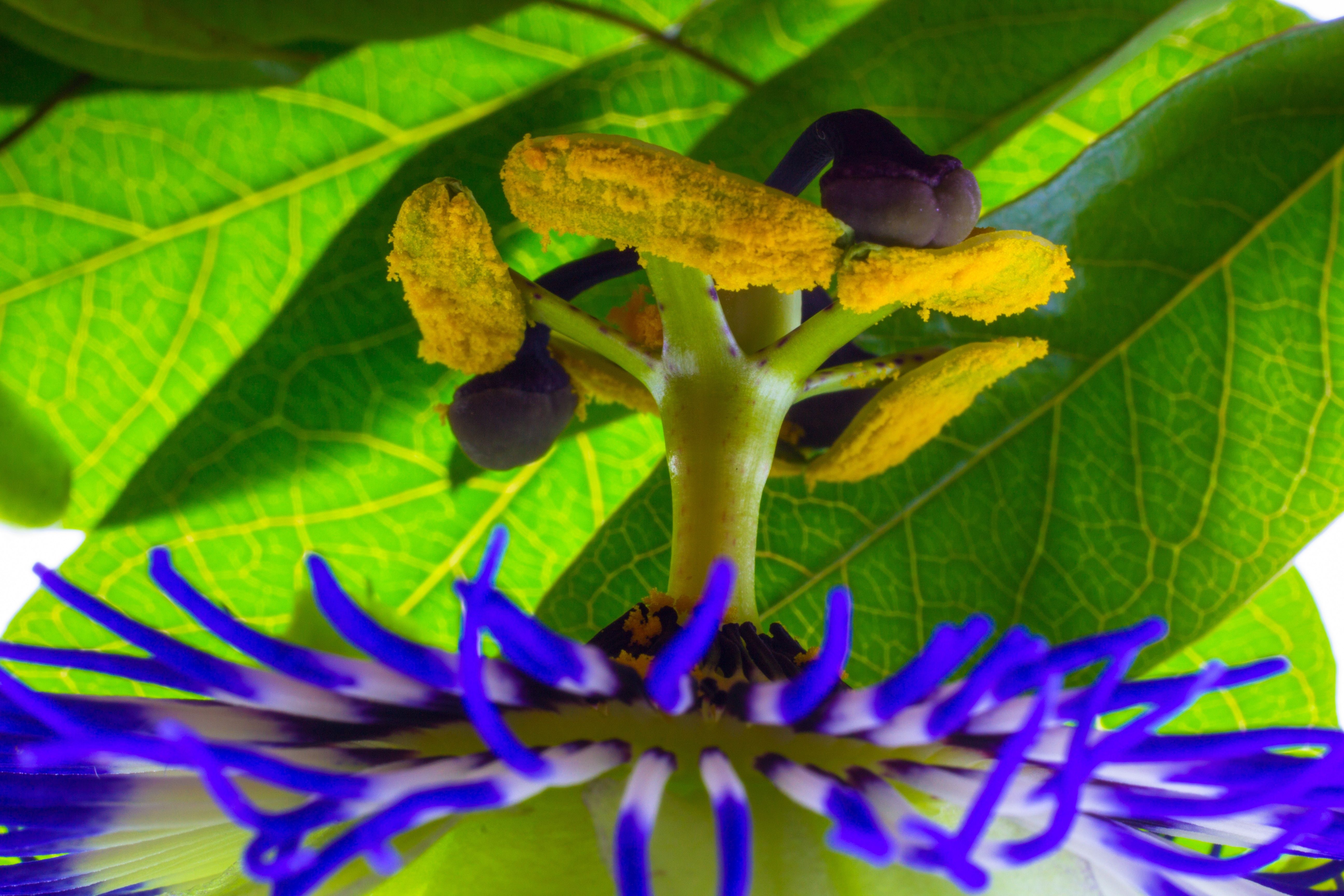royalty free passion flower plant image