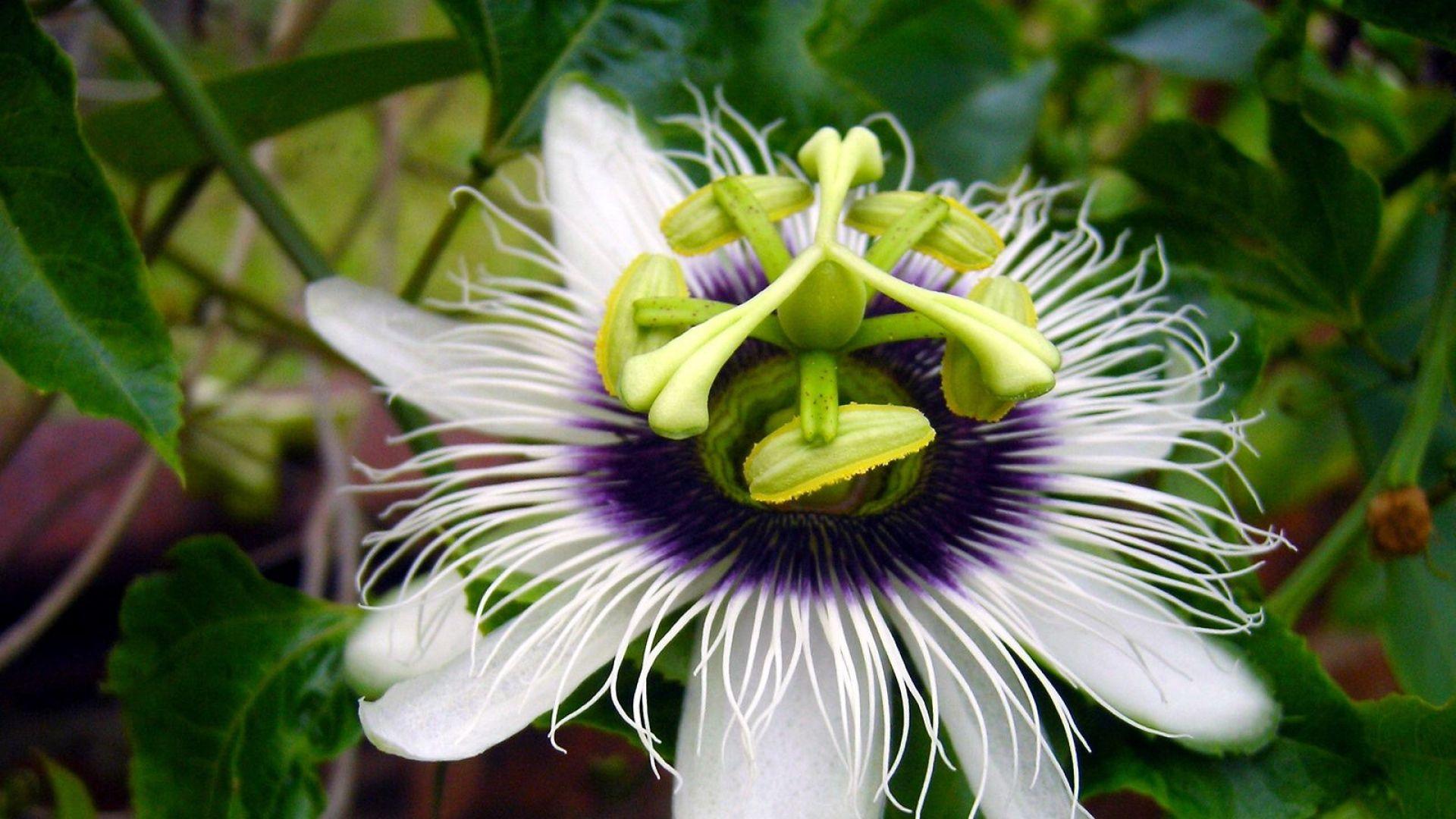 passion flower wallpaper