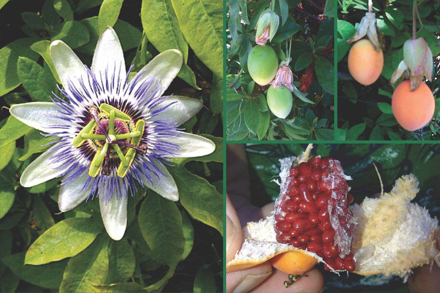 Passionflower and Passion Fruit: Natural Herbal Remedy and Its