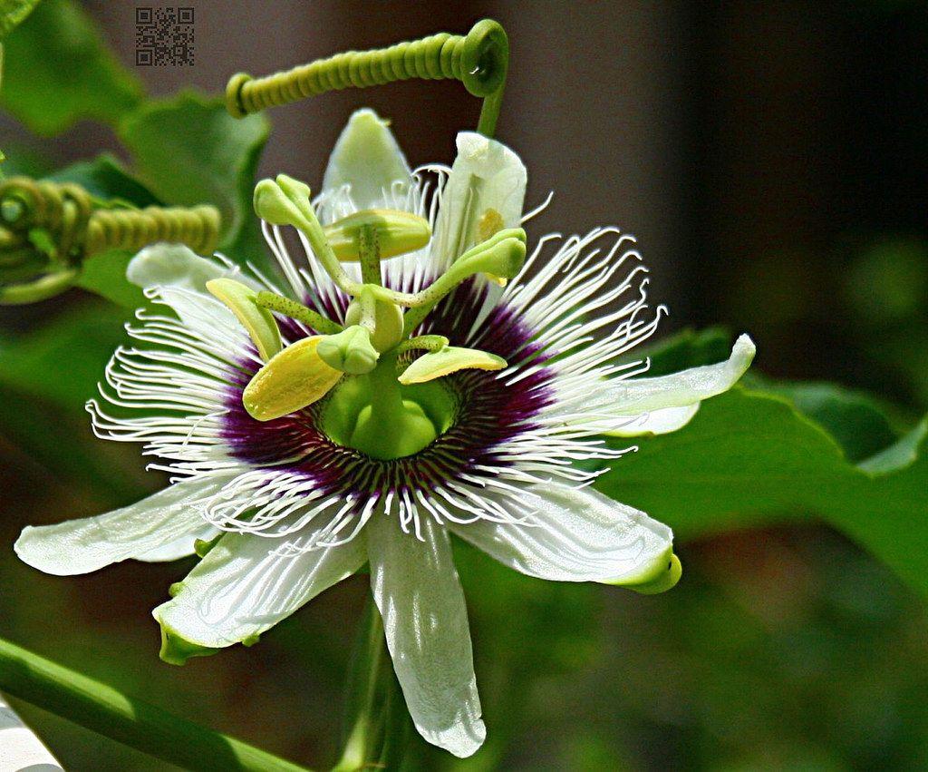 Passion Flower. Location: home garden description from flo