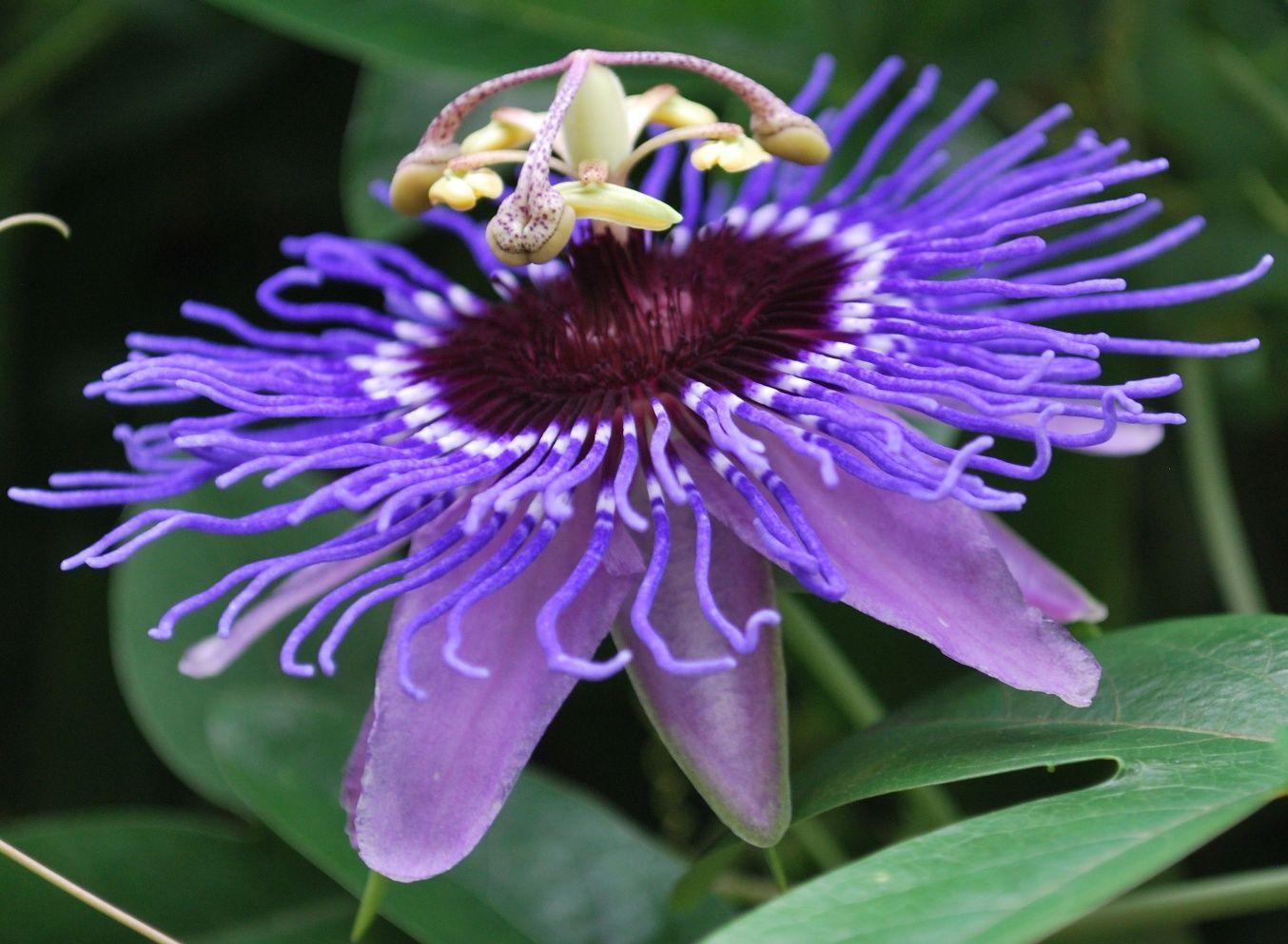 The skinny on the passion flower. The Flourishing Tree