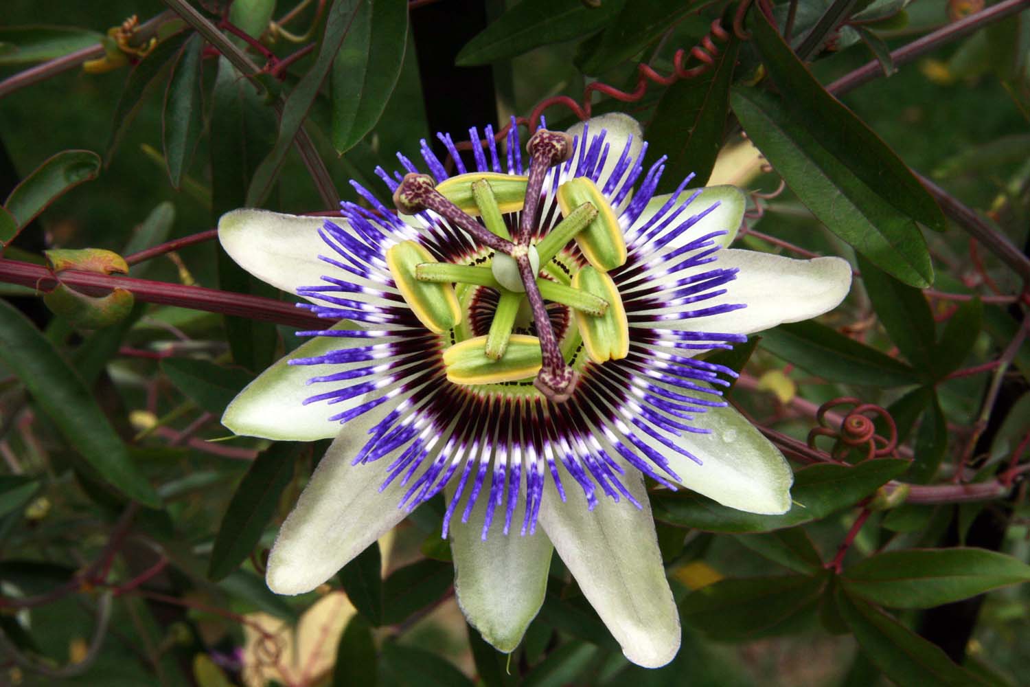 John and Sigrid's Adventures: Passion Flower