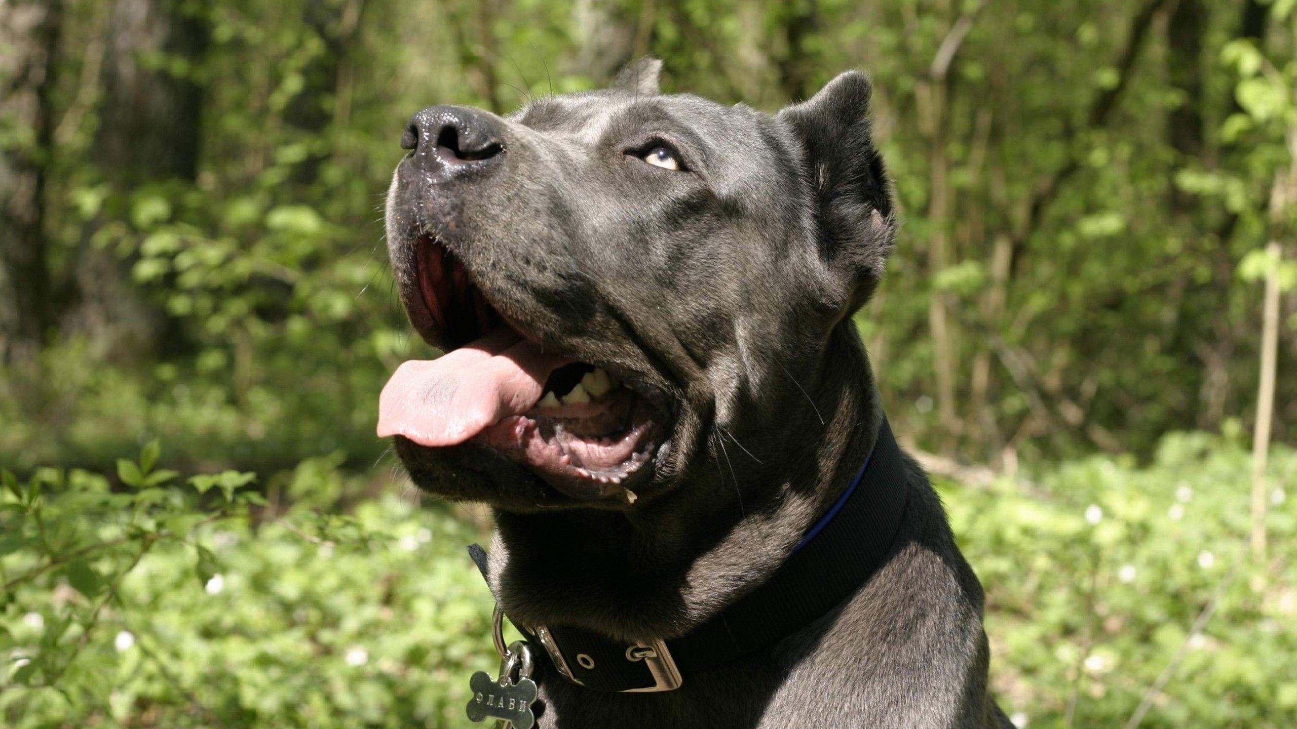 Cane Corso HD Wallpaper and Background Image