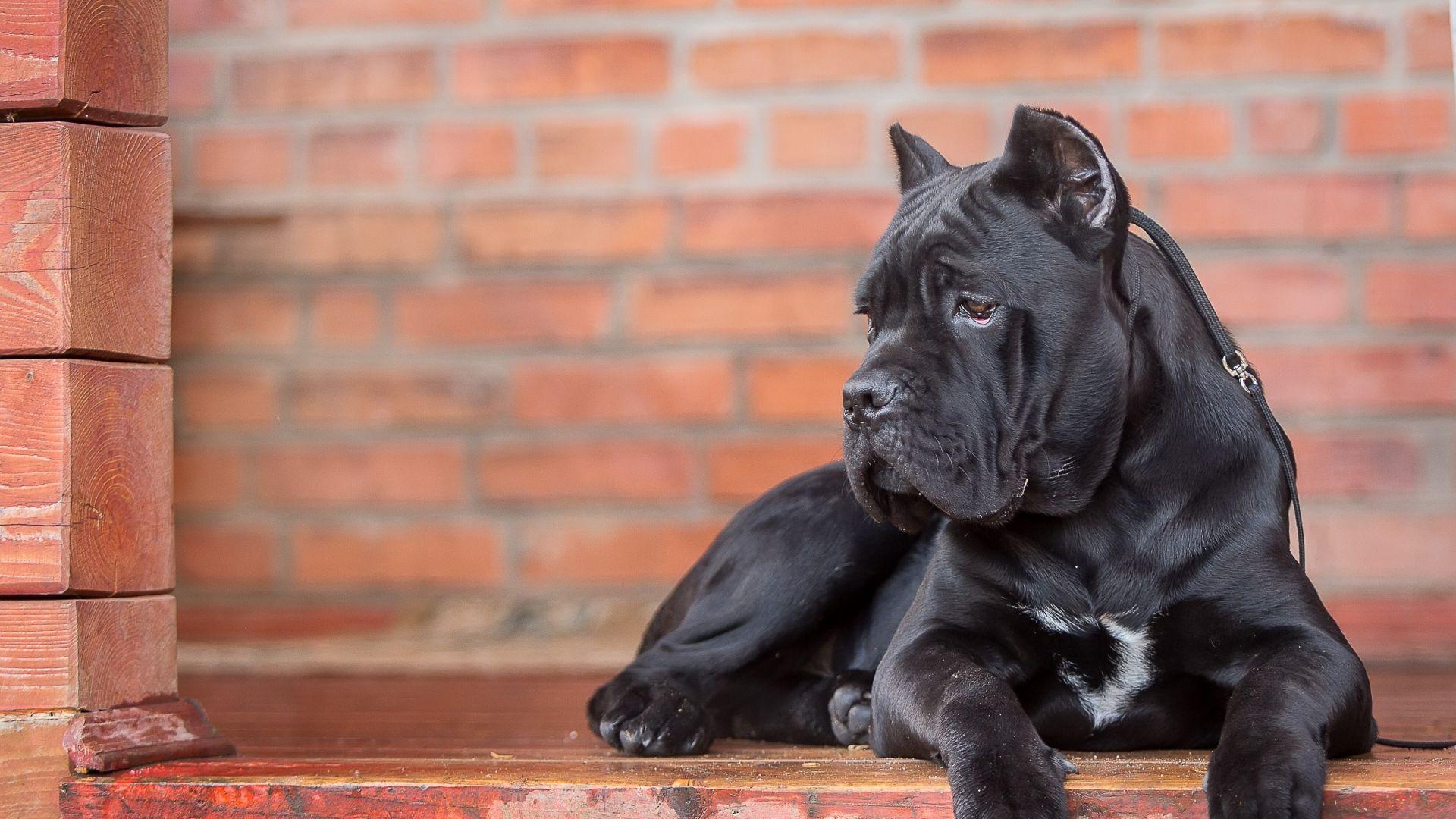 Cane Corso Wallpapers - Wallpaper Cave