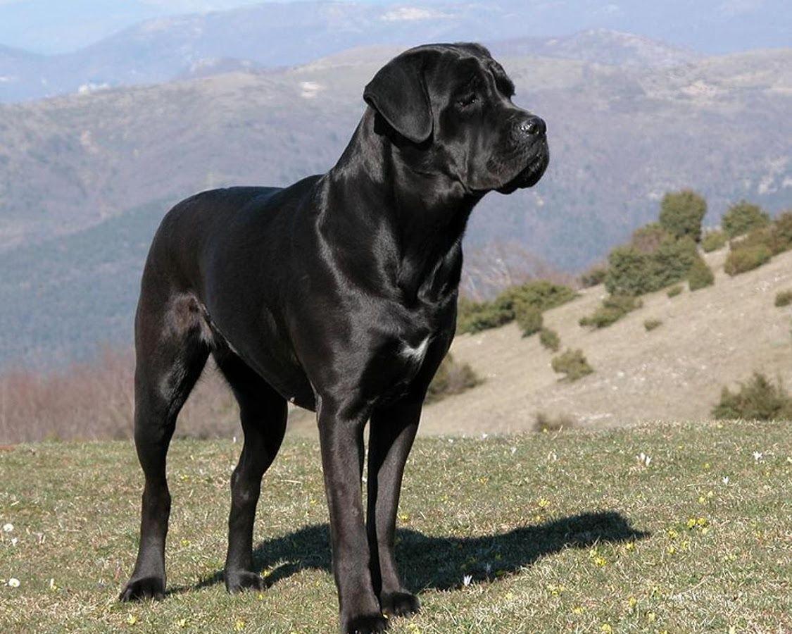 Cane Corso Wallpapers - Wallpaper Cave