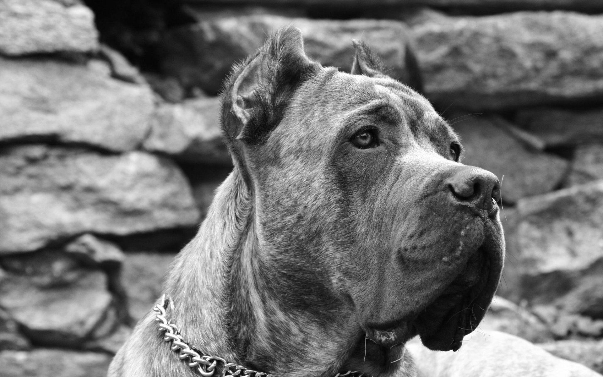 Big Tissai Dog Hd Wallpaper 2017 Background Picture Of Cane Corso Dog  Background Image And Wallpaper for Free Download