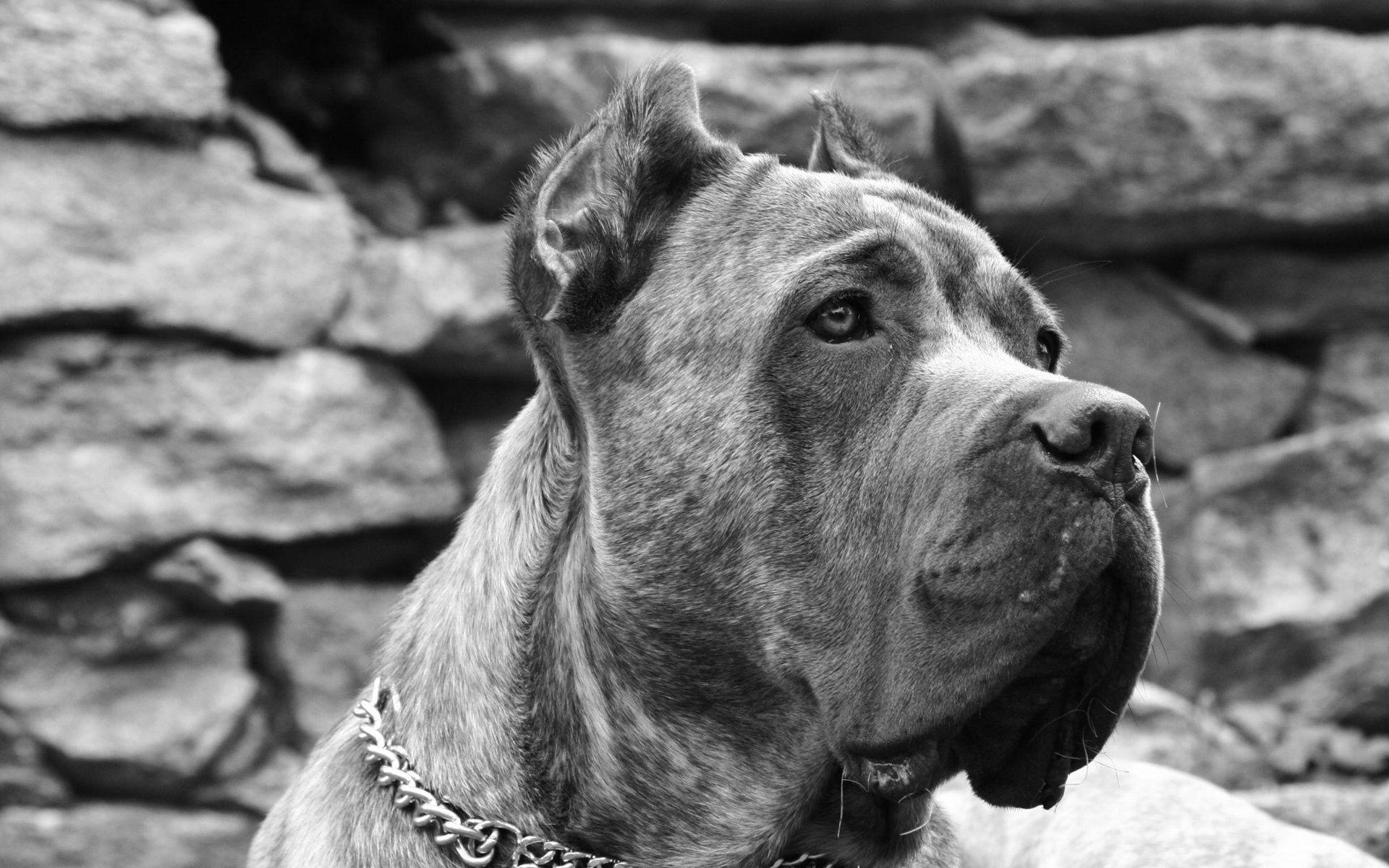 Wallpaper Cane Corso, Dog, Muzzle, Black White, Head Desktop