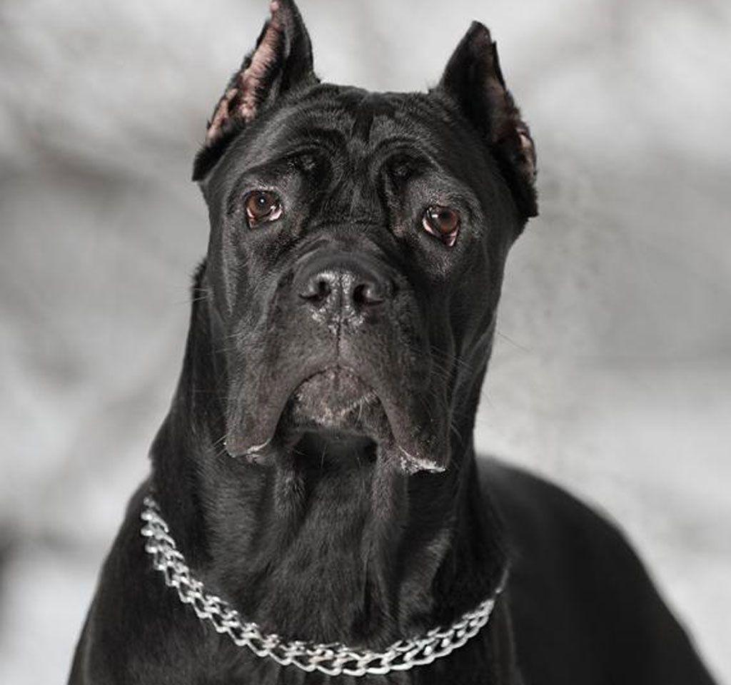 829765 4K Dogs Cane Corso Puppy Black background  Rare Gallery HD  Wallpapers