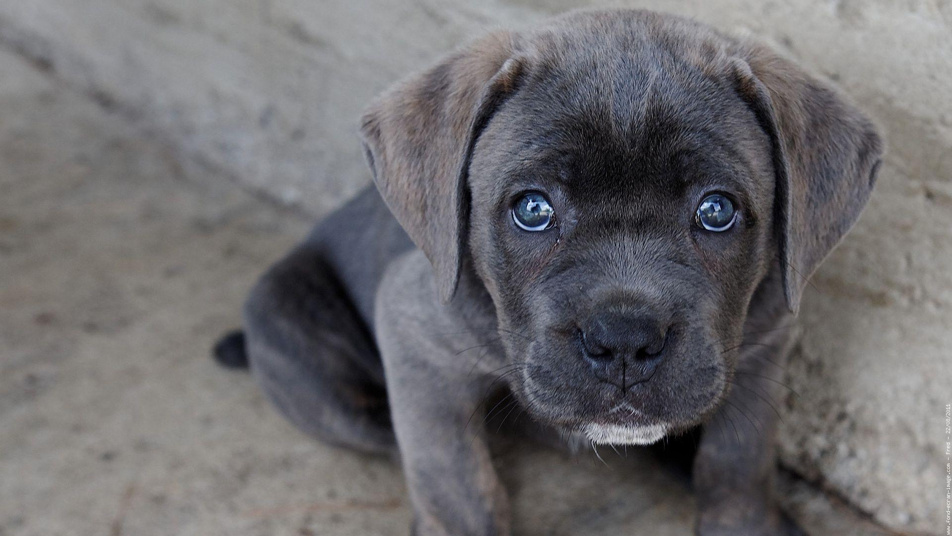 Cane Corso wallpaperx1080