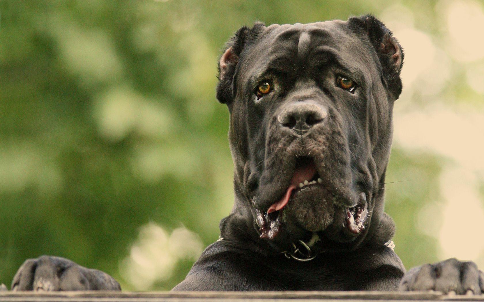 Awesome Cane Corso HD Wallpaper Free Download