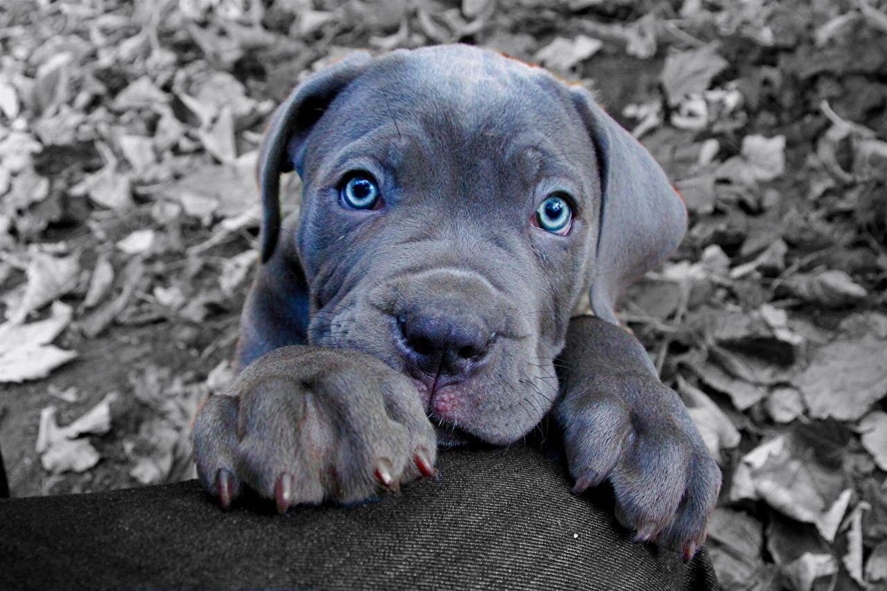 Cane Corso Wallpapers - Wallpaper Cave