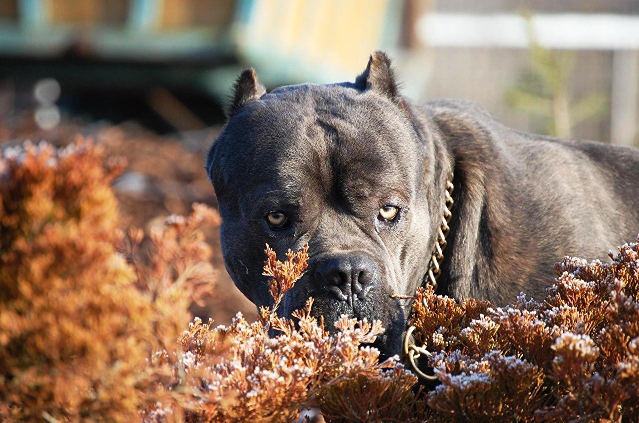 Cane Corso Dogs Animals