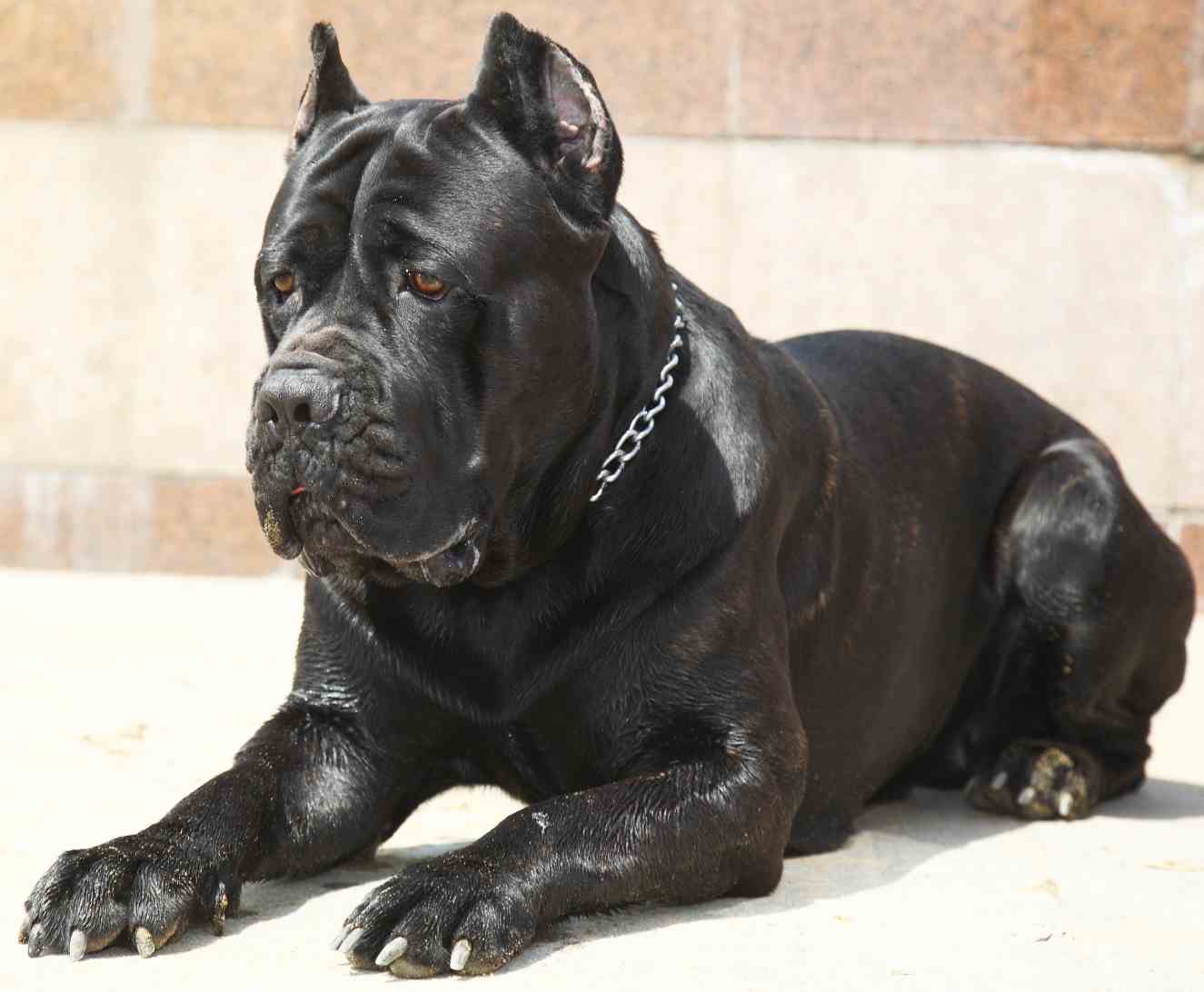 Premium Photo  Cane corso dog generative aixa