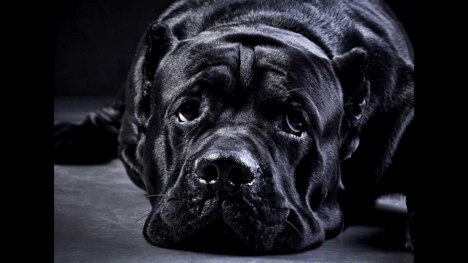 Cane Corso Wallpapers - Wallpaper Cave