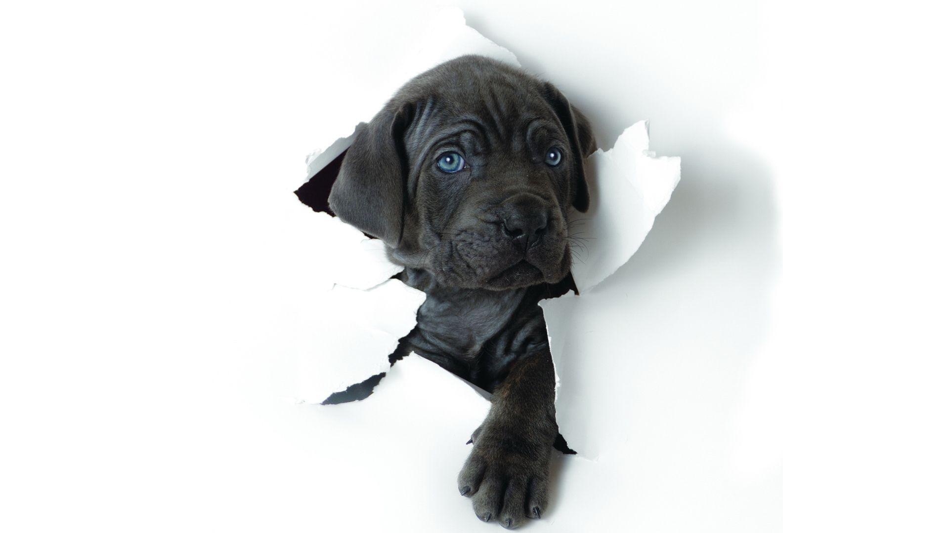 Puppy Cane Corso Dogs Animals