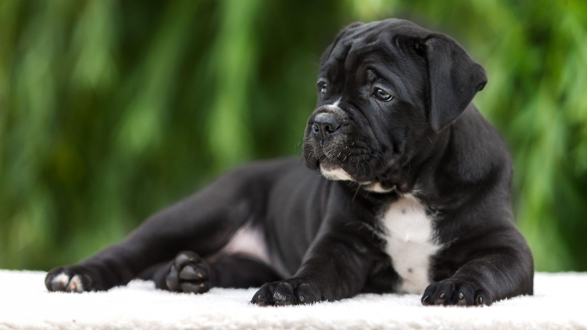 14 Black Cane Corso Wallpapers  WallpaperSafari