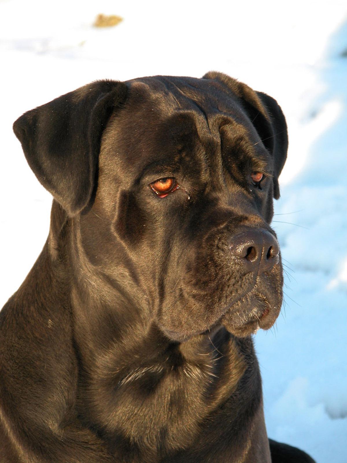 Cane Corso Wallpapers - Wallpaper Cave