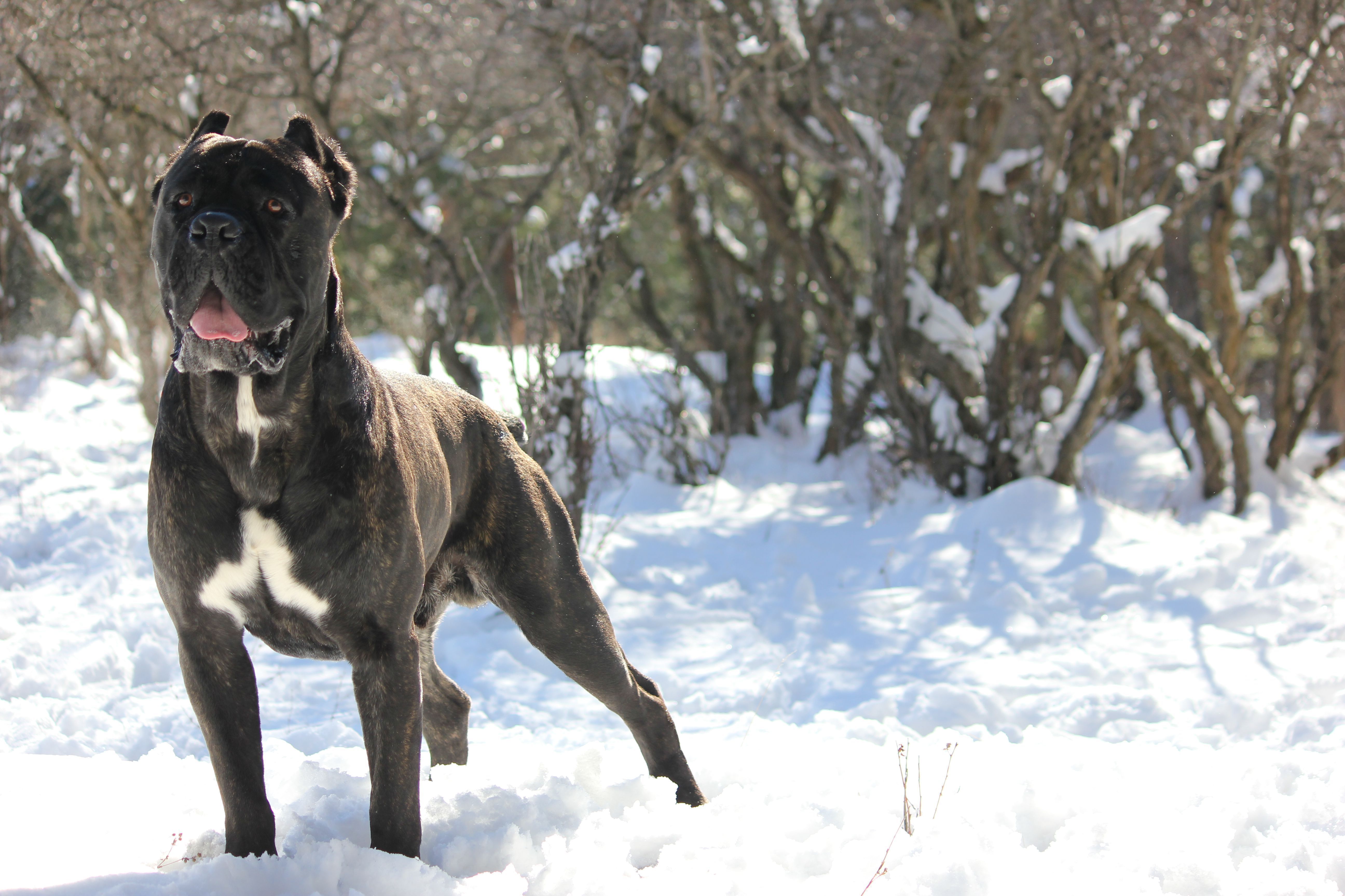 Cane Corso Wallpaper Background