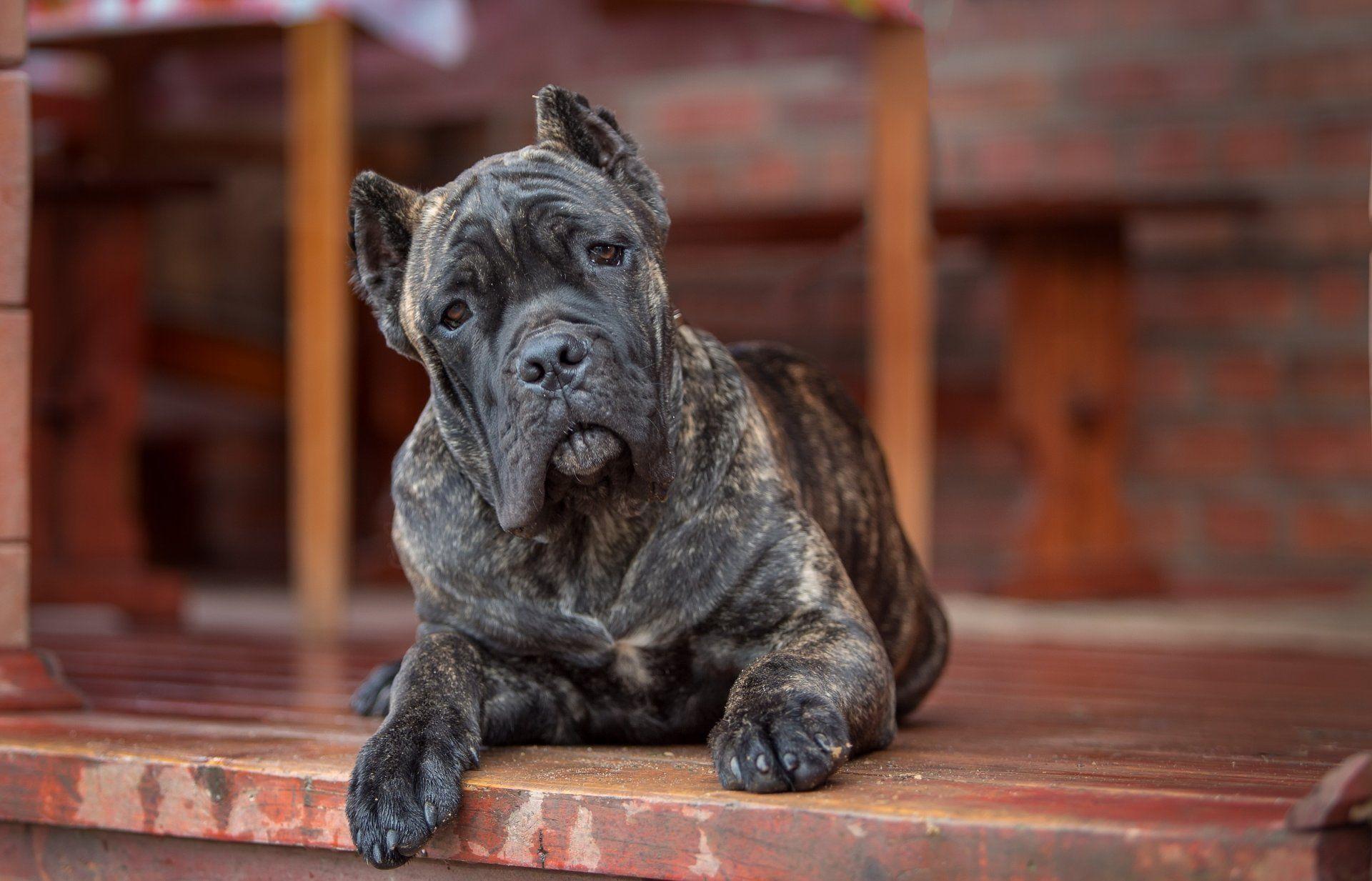 cane corso dog view HD wallpaper